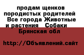 продам щенков породистых родителей - Все города Животные и растения » Собаки   . Брянская обл.